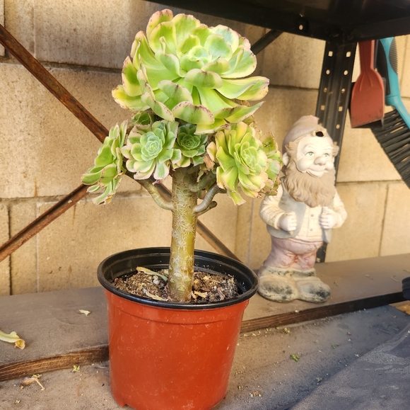 Aeonium Florecens Variegated | Tree Bonsi Cluster 6" Pot - Picture 4 of 13